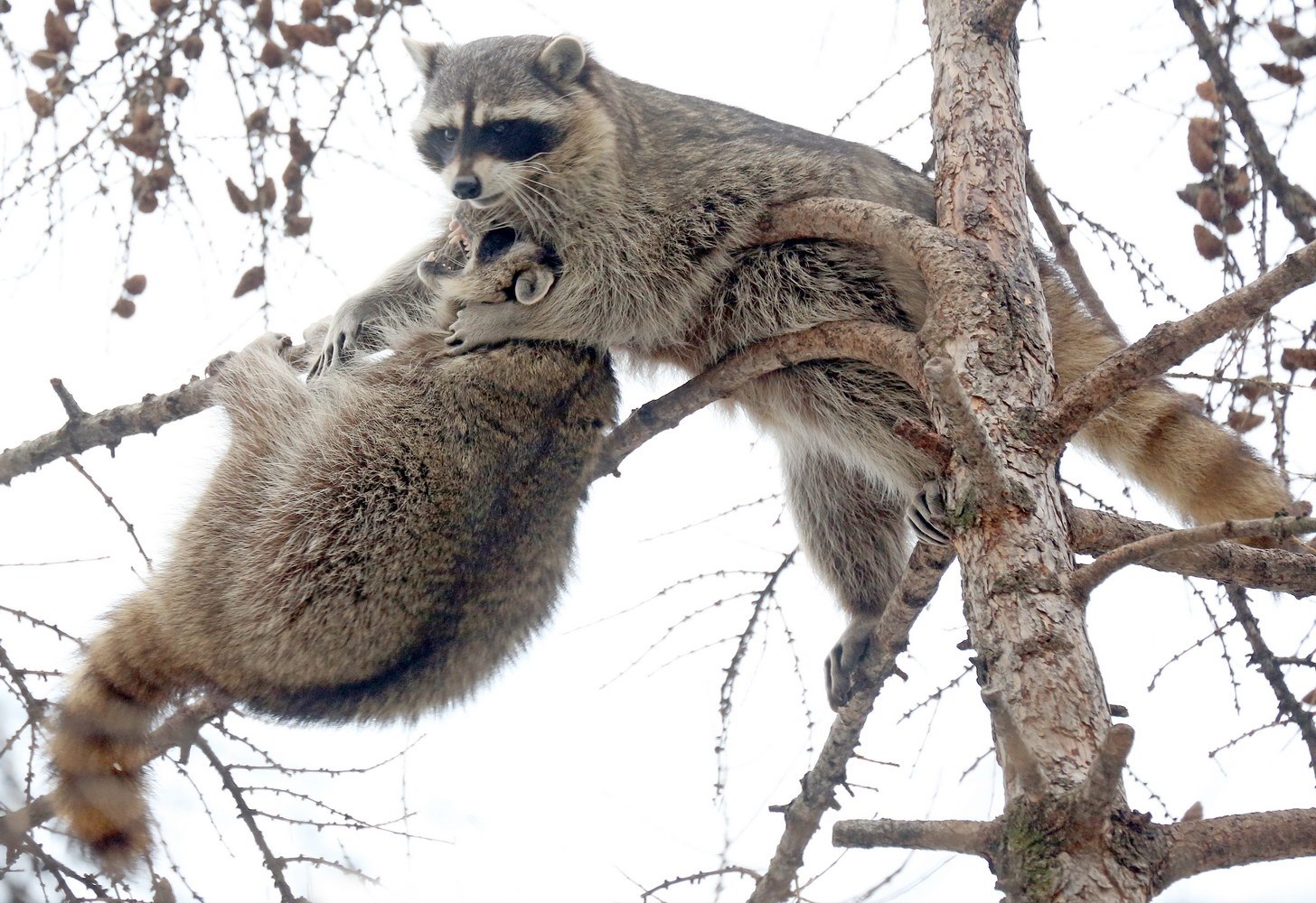 Еноты в Московском зоопарке из-за теплой зимы уснули на два месяца позже