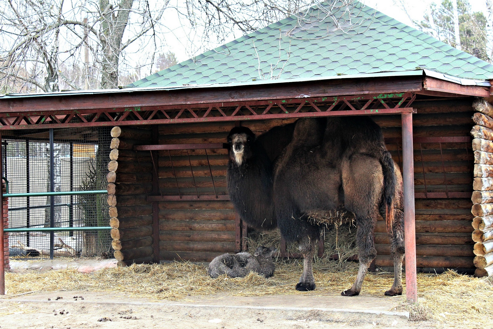 В нижегородском зоопарке родился верблюжонок