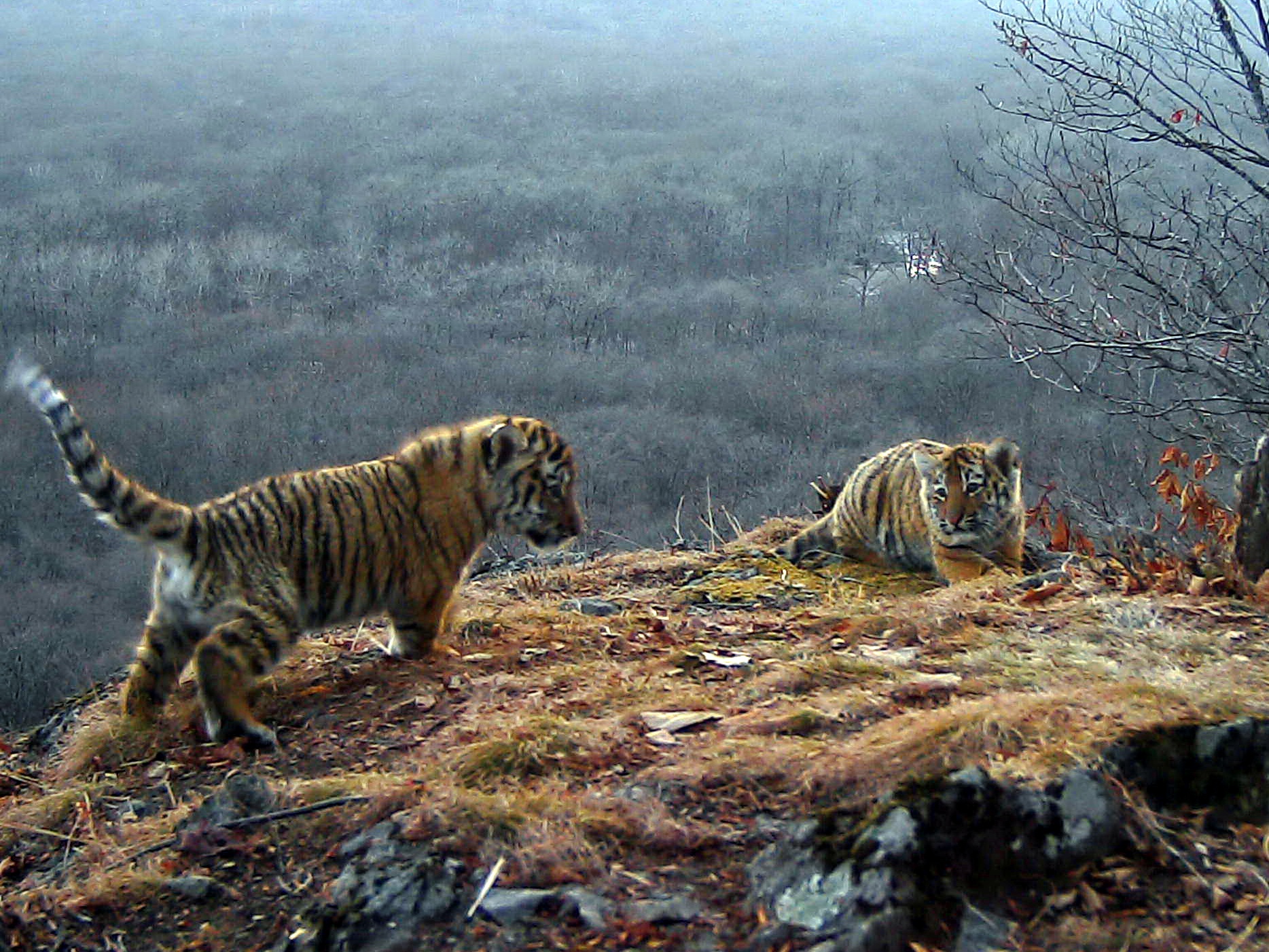 Десять амурских тигрят родилось за год в приморском нацпарке "Земля леопарда"