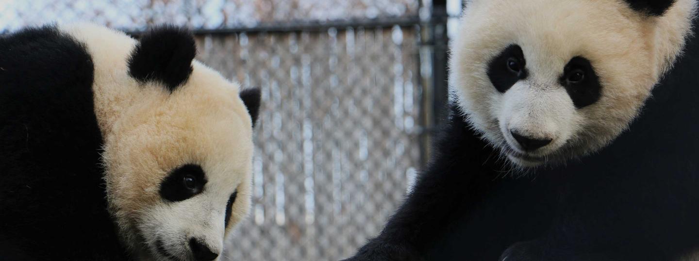 Канадский зоопарк вернет Китаю двух панд из-за нехватки бамбука во время пандемии