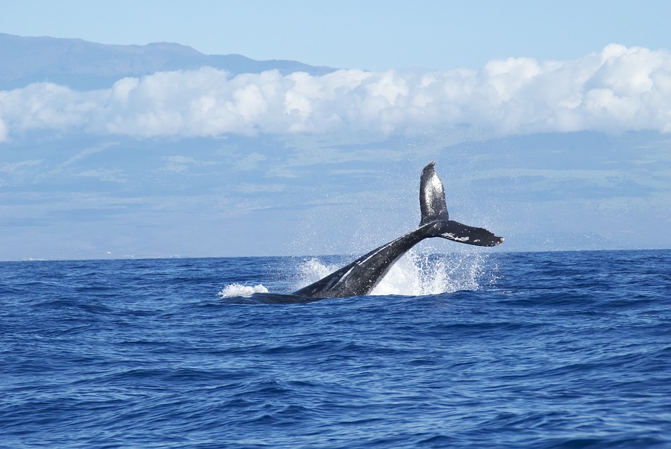 Гостиничный комплекс откроют на Шантарских островах для любителей наблюдать за китами