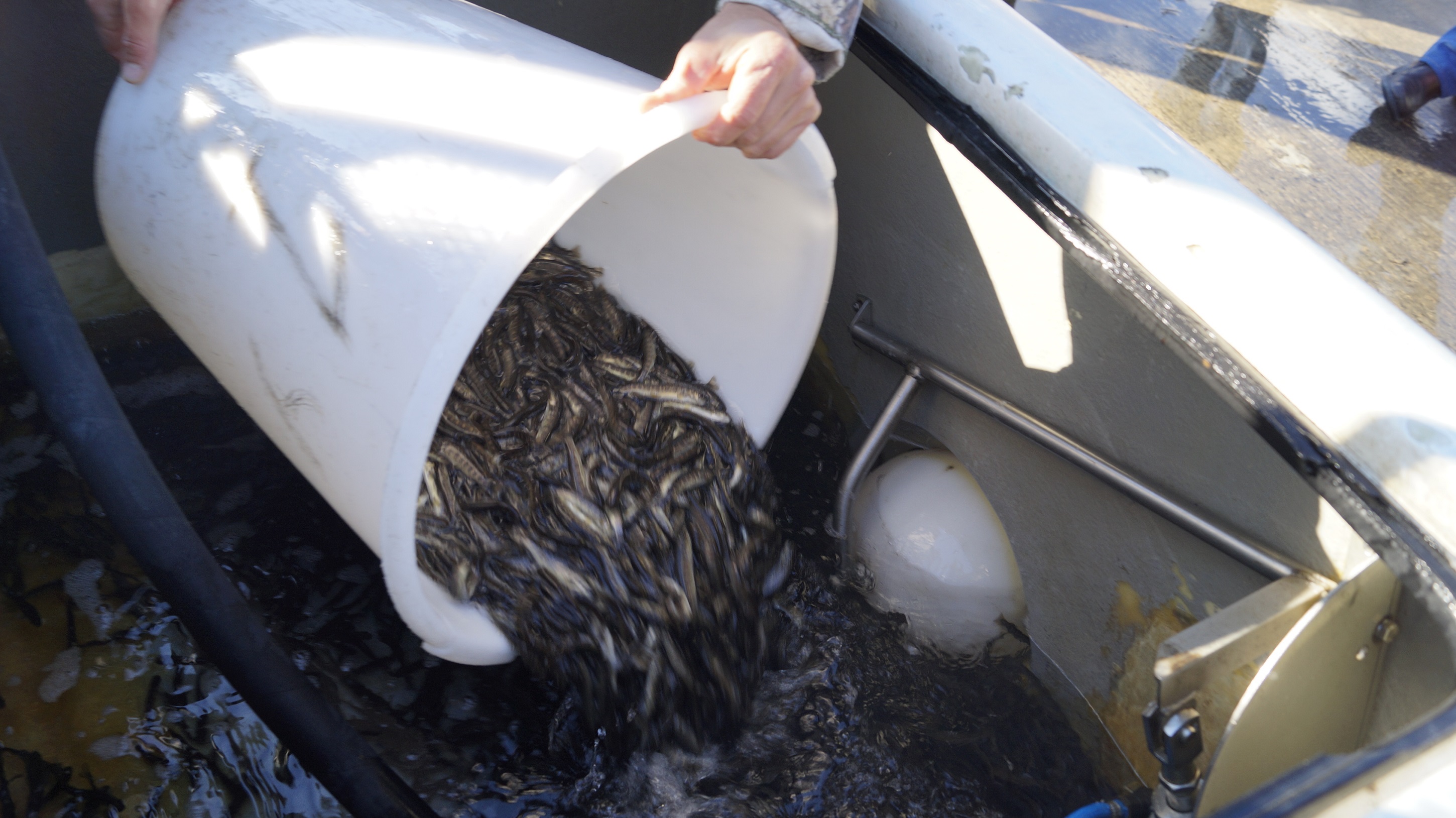 "Роза Хутор" восстанавливает популяцию черноморского лосося кумжи