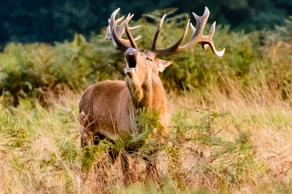 Госдума уточнила закон об охоте, допустив в виде исключения охоту на редких животных