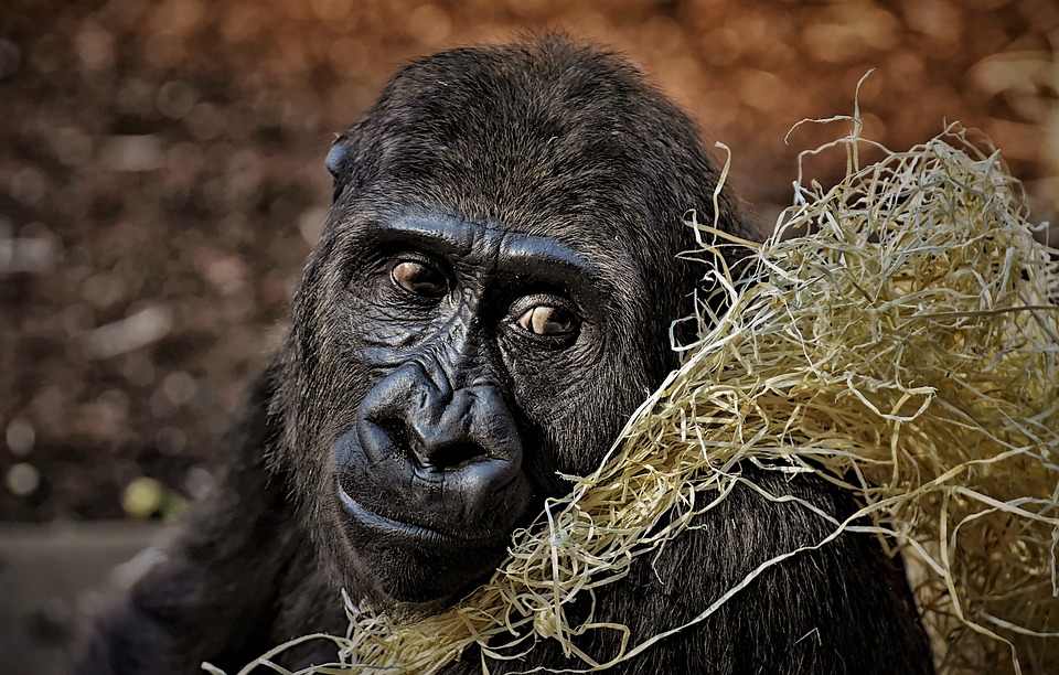 Селфи туристов могут спровоцировать вспышку COVID-19 среди исчезающего вида горилл
