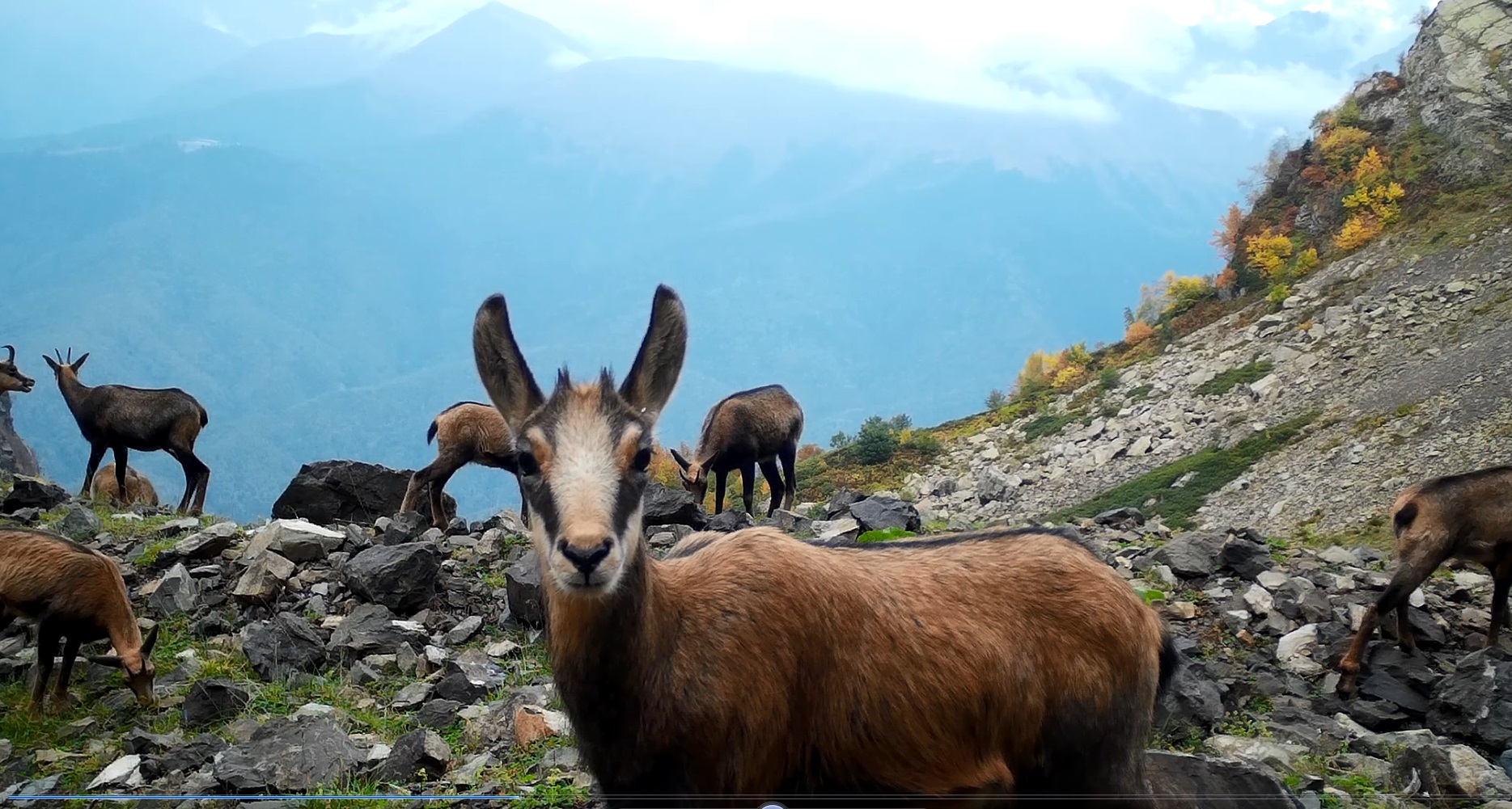 В горах Сочи начали подкармливать диких животных из специальных кормушек