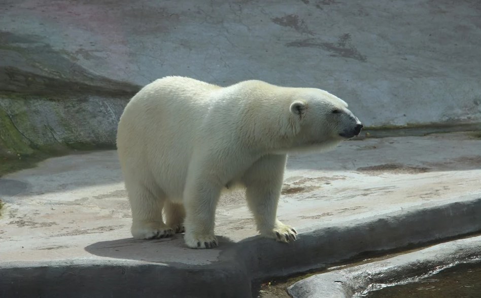 Нарушения выявили в зоопарке Екатеринбурга в ходе проверки после гибели белого медведя