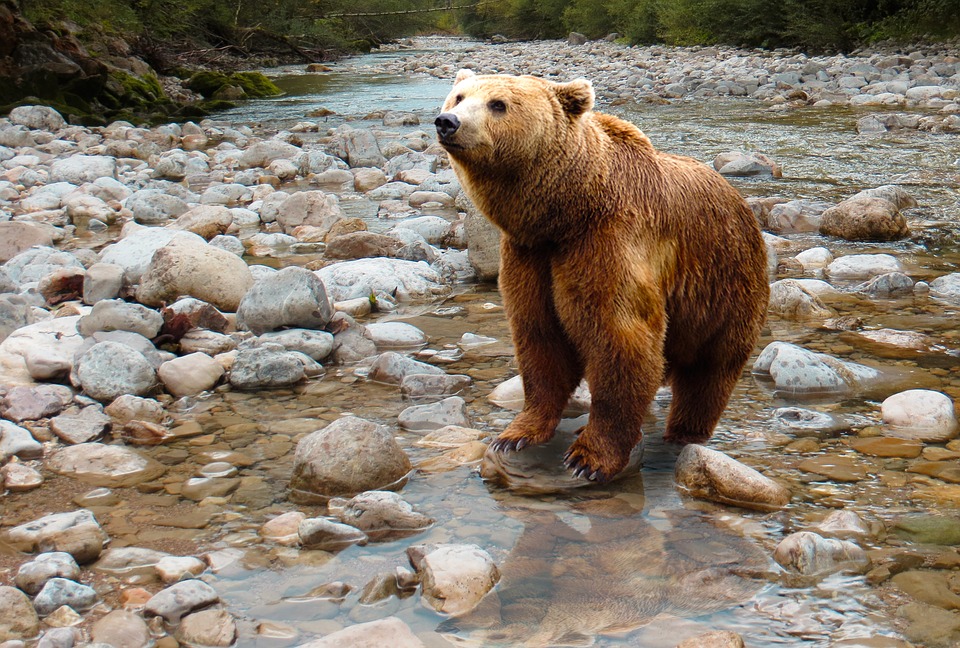 Природный парк в Красноярском крае запретил походы с палатками из-за медведей