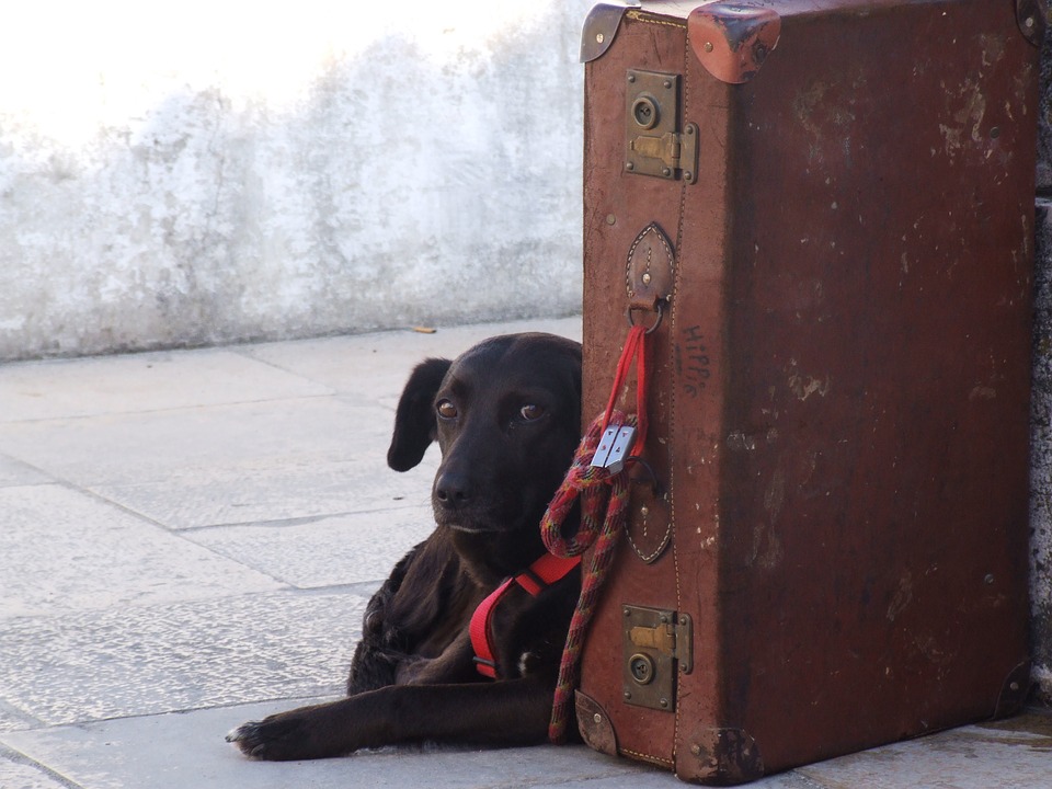 В Домодедово ищут убежавшую перед погрузкой на рейс в Симферополь собаку Еву
