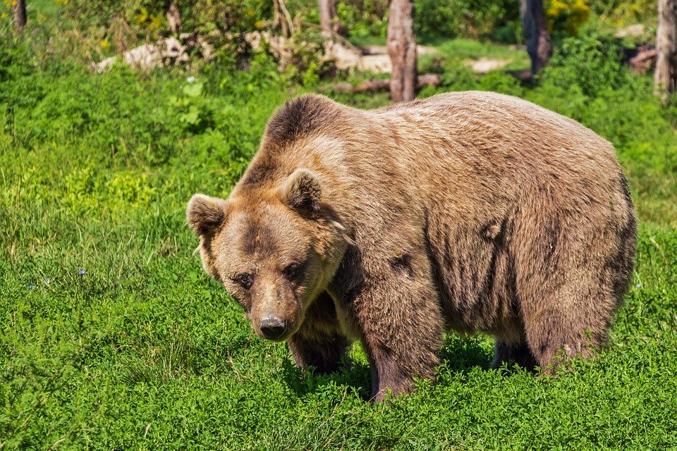 Самого толстого бурого медведя выбрали в США