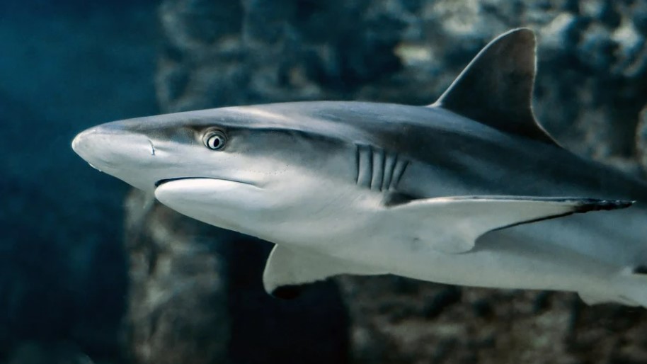 Крупная акула появилась у берегов египетского курорта Хургада