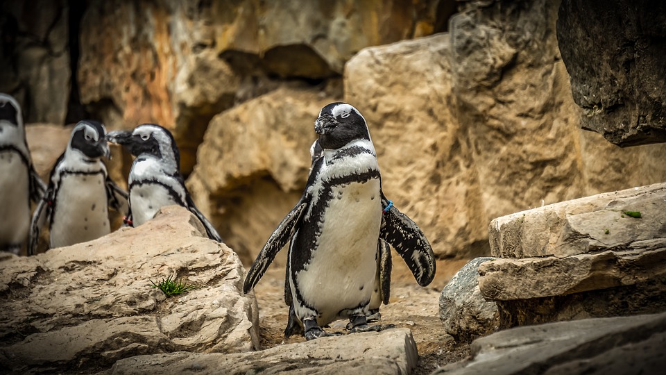 Пингвины из Сочи поселились в нижегородском зоопарке