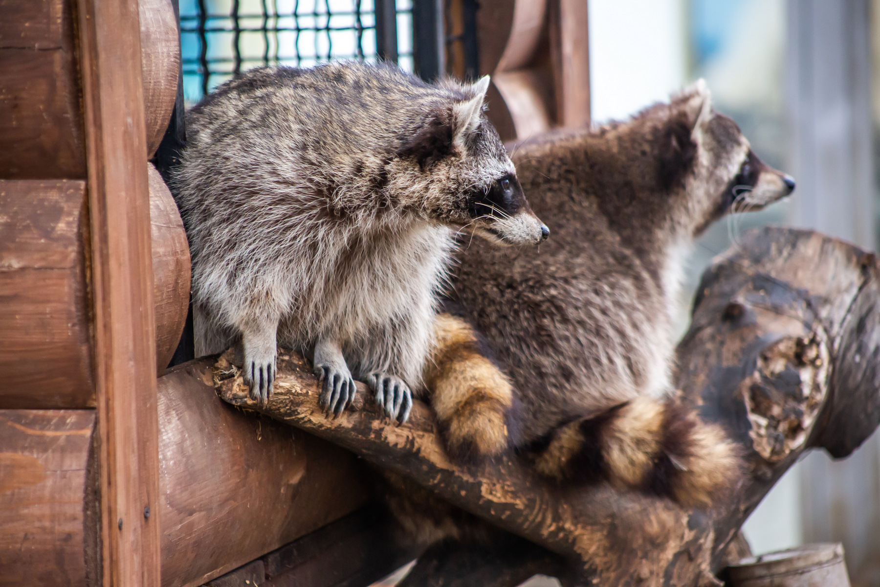 Посетители с подарками для животных смогут бесплатно посетить Московский зоопарк