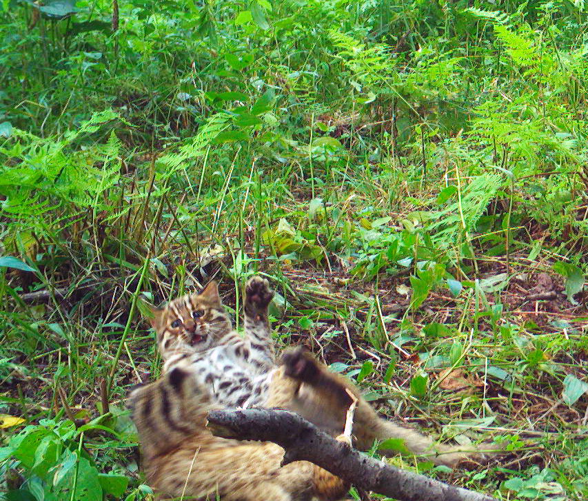 Уникальные кадры лесных котят получили на "Земле леопарда" в Приморском крае