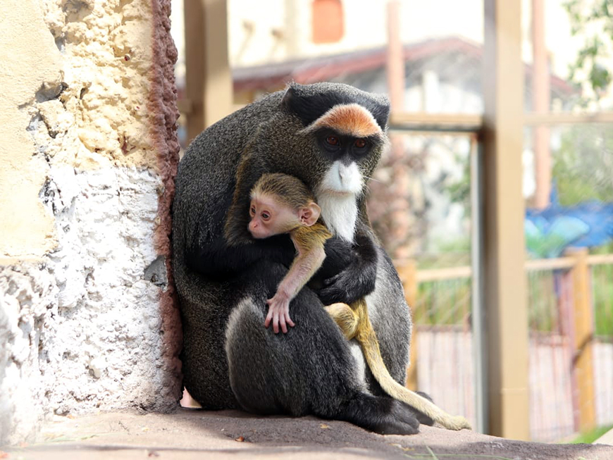 Пополнение в семействе мартышек Бразза произошло в казанском зоопарке