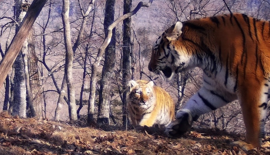 Выводок из пяти тигрят амурского тигра впервые зафиксировали в дикой природе в Приморье