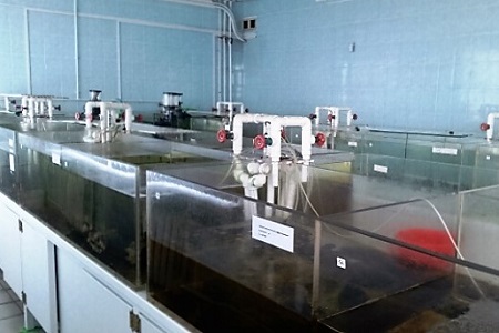 Созданный в Приморье национальный научный центр морской биологии открывает новые возможности для исследований