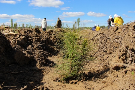 Около 300 тыс. сеянцев сосны посадят в Тюменской области в рамках акции по восстановлению лесов