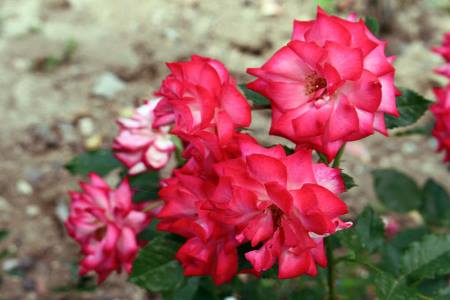 Выставка роз пройдет в июне в Никитском ботсаду в Крыму