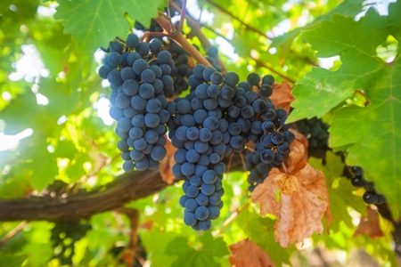 Около 80 тыс. тонн винограда планируют собрать в Крыму
